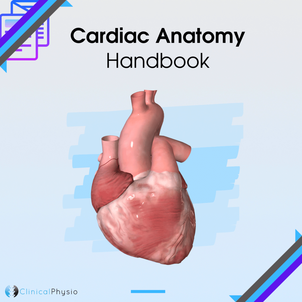 applied anatomy of cardiac muscle